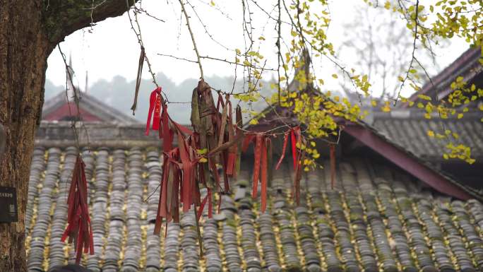 千年古银杏树