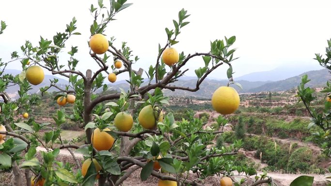 柑橘种植干旱病害产量低