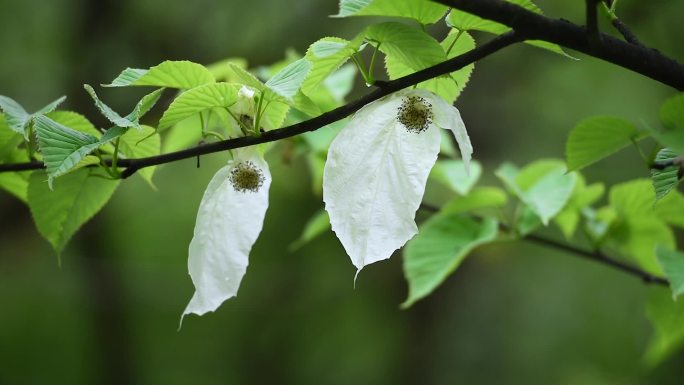 鸽子花珙桐树树林森林植物活化石