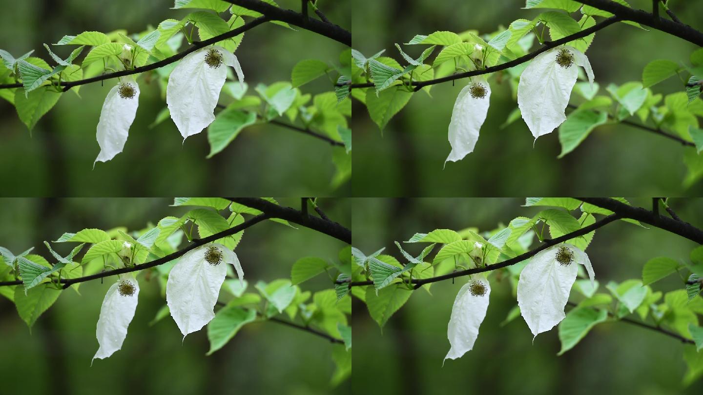 鸽子花珙桐树树林森林植物活化石