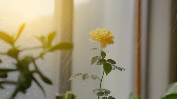 阳台浇花 月季花 花朵特写 水珠特写 花