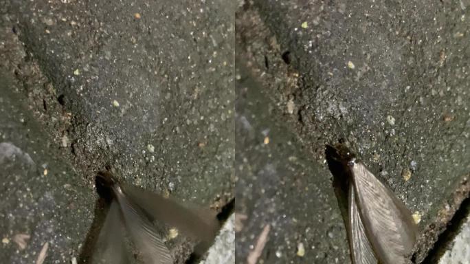 飞蚁  大白蚁 大飞蚁 白蚁配对 大水蚁