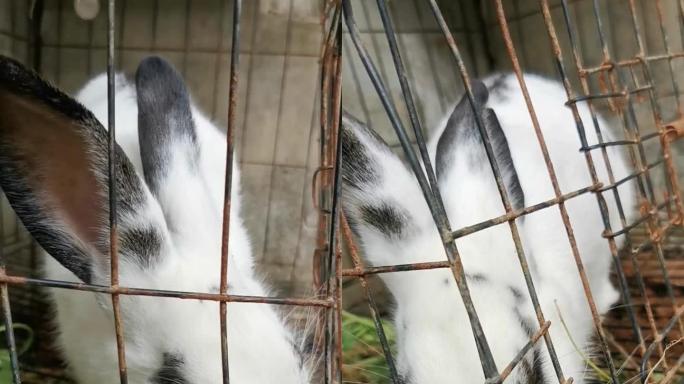宠物熊猫兔子大白兔家兔可爱动物笼子