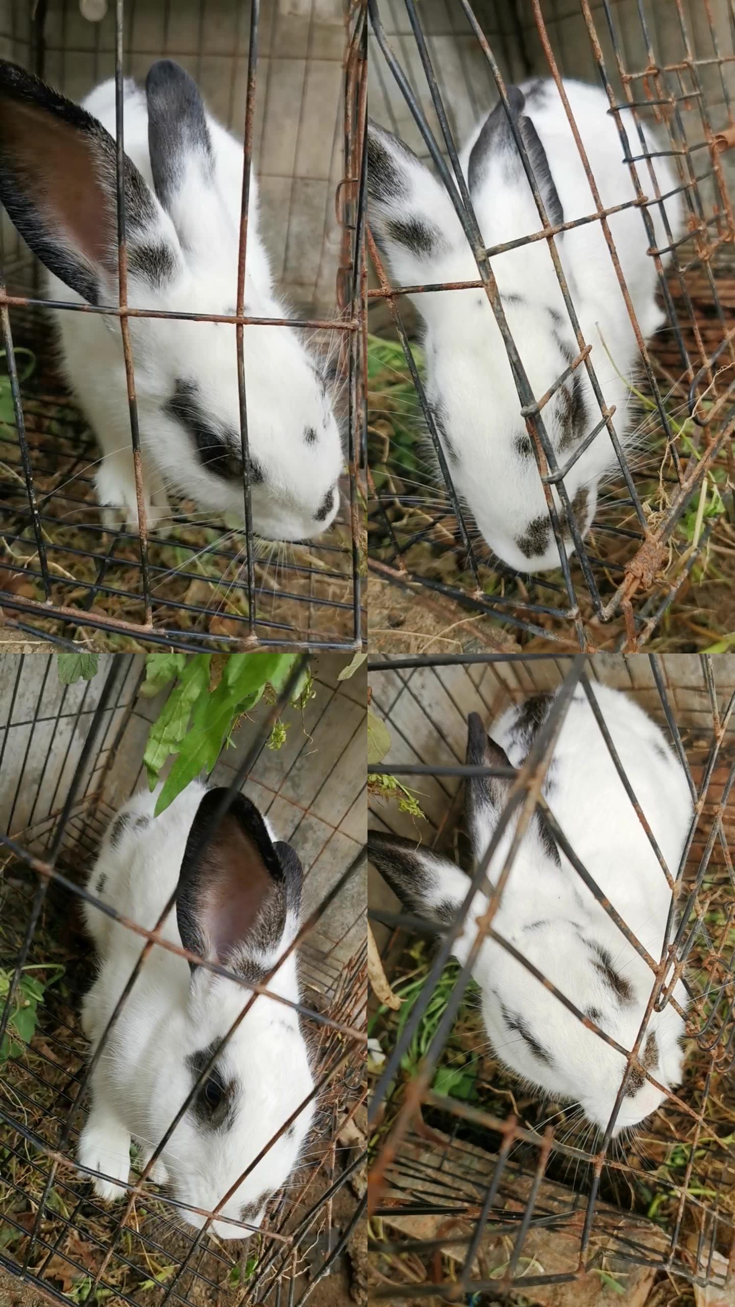 宠物熊猫兔子大白兔家兔可爱动物笼子