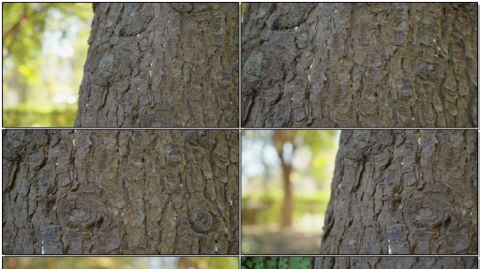 4K超清晰古树树皮纹理特写
