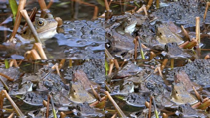 水坑里的青蛙产卵大自然动物牛蛙田鸡小蝌蚪