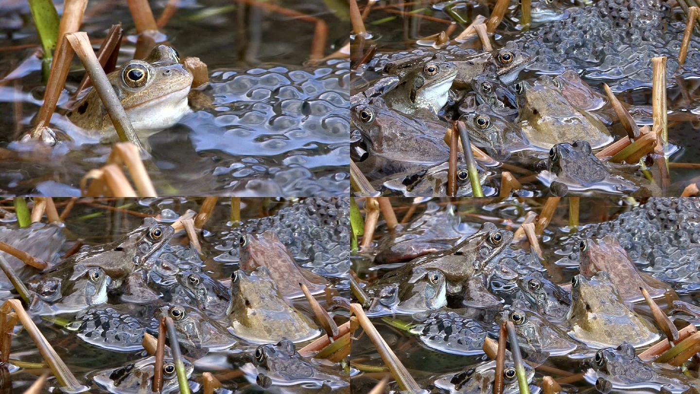 水坑里的青蛙产卵大自然动物牛蛙田鸡小蝌蚪
