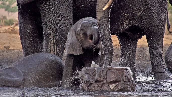非洲象在饮水池喷水