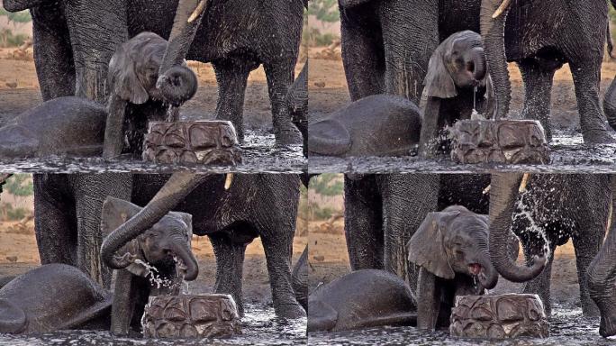 非洲象在饮水池喷水