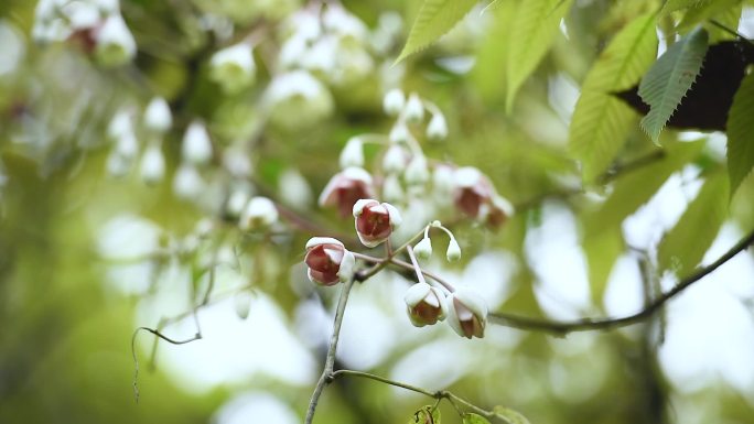 大自然新芽露水野山花八月瓜