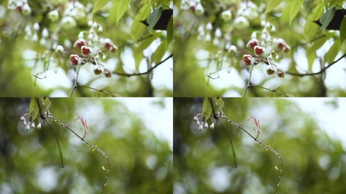 大自然新芽露水野山花八月瓜