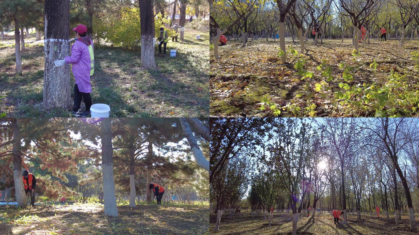 初冬园林工人刷石灰保护树木过冬公园绿化