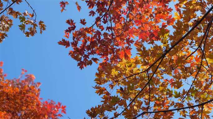 秋天红叶唯美空镜素材