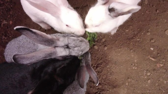 兔子吃青菜