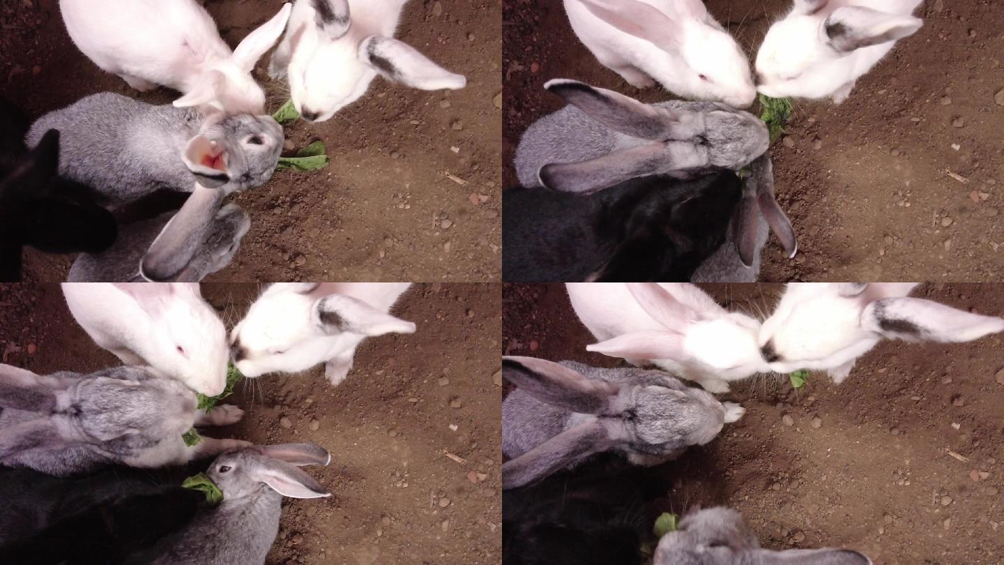 兔子吃青菜