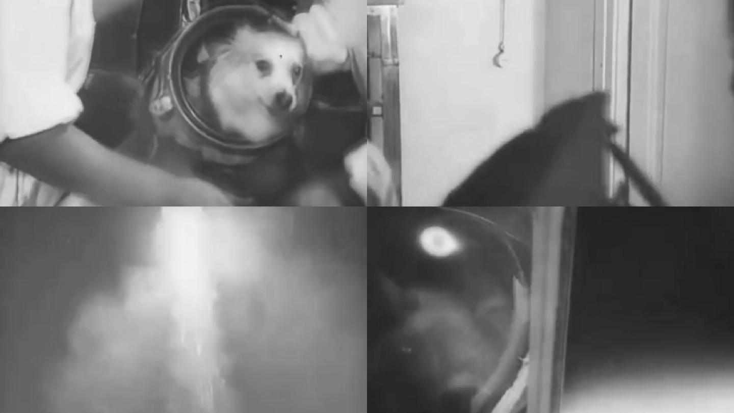 50年代送狗入太空实验