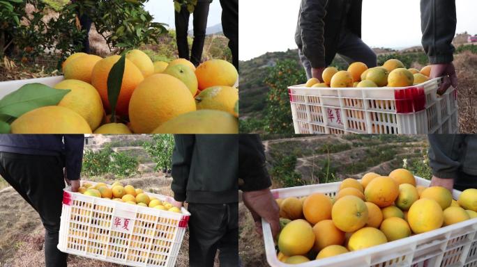 脐橙果园成熟丰收采摘