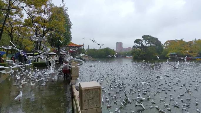 壮观的海鸥军团昆明翠湖公园