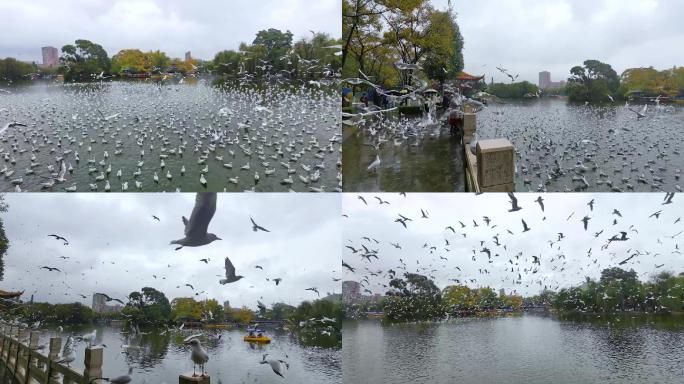 壮观的海鸥军团昆明翠湖公园