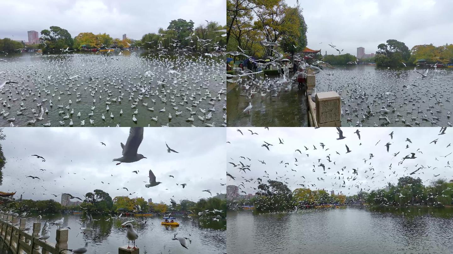 壮观的海鸥军团昆明翠湖公园