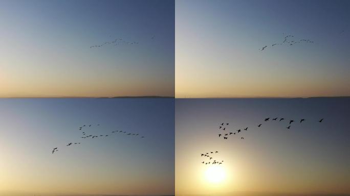 日出中的天天鹅原片