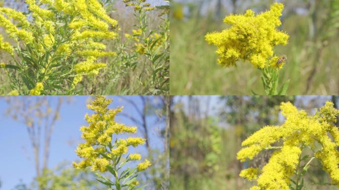 加拿大一枝黄花 、外来物种