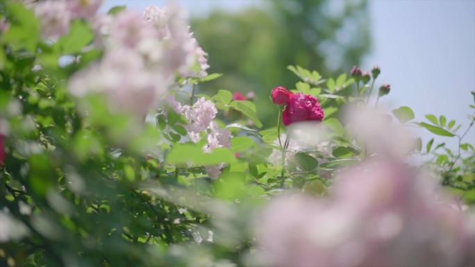 别墅后花园花墙花丛4k实拍1080升格