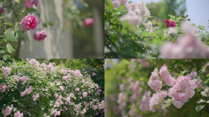 别墅后花园花墙花丛4k实拍1080升格