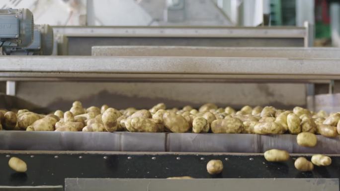 土豆 马铃薯  筛选 去皮 工厂
