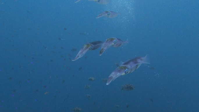 台湾大鳍礁鱿鱼大自然环保环境保护
