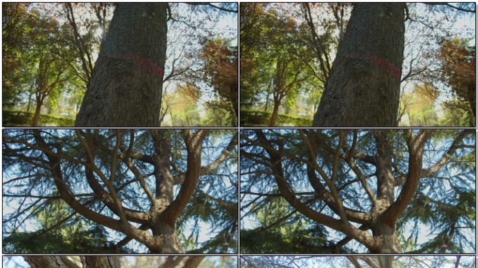 4K超清晰古树大树枝干原始森林