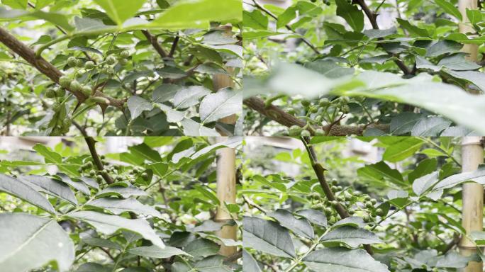 花椒 花椒树 绿花椒  麻椒