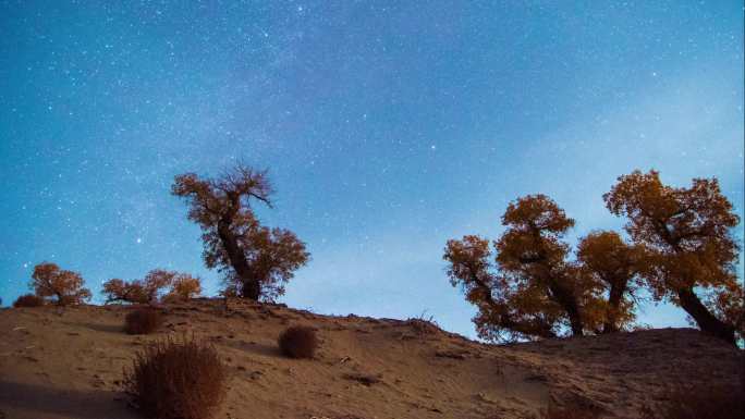沙漠胡杨夜晚银河星空-1