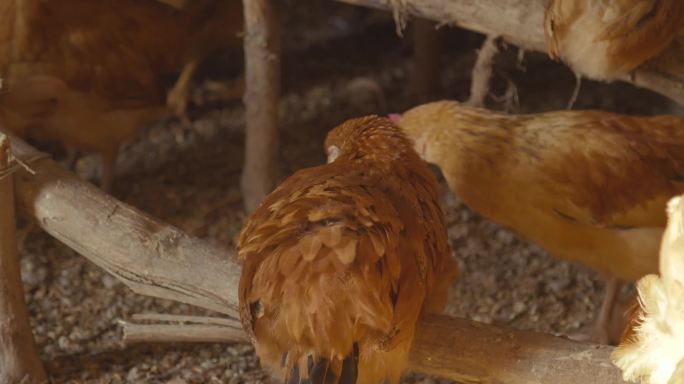 养鸡场 雏鸡 鸡