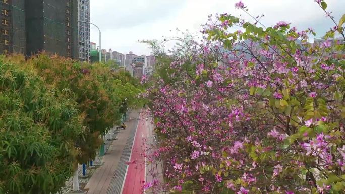 广西岑溪河边 、 江边紫荆花盛开