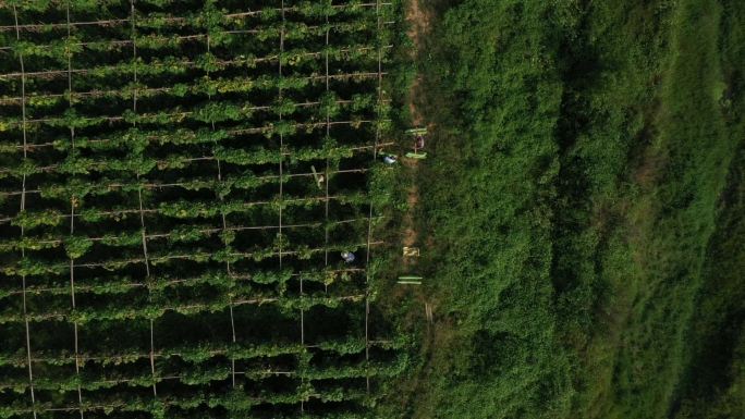 航拍瓜菜丰收和希望田野