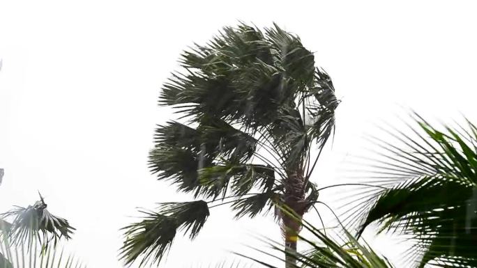 风暴中的树。台风天气沿海地区恶劣天气