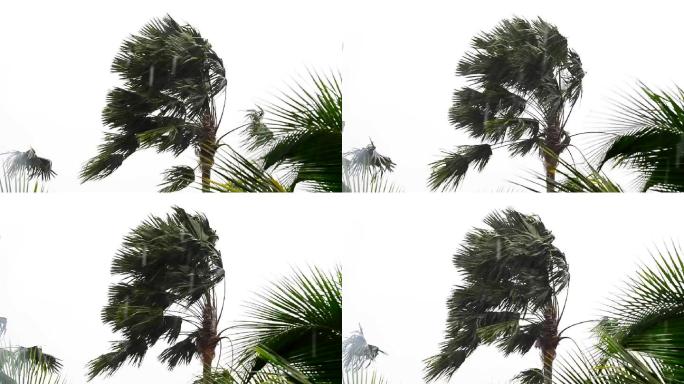 风暴中的树。台风天气沿海地区恶劣天气