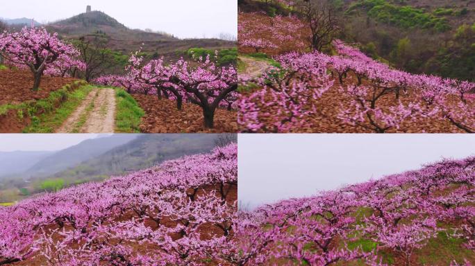 航拍西安王莽桃花