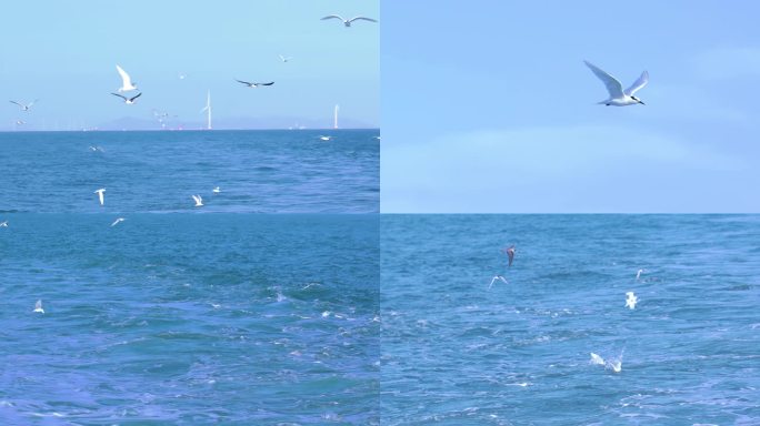 海鸥捕鱼