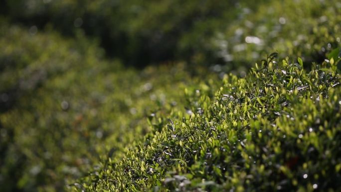 茶叶茶树茶园茶山茶场阳光春天嫩芽