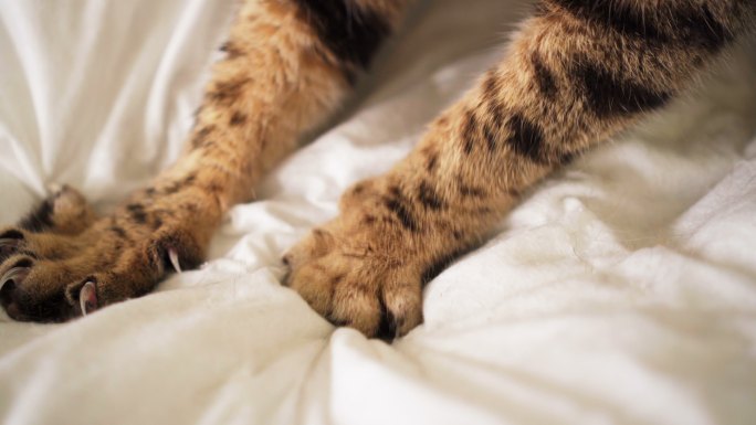 孟加拉猫坐在床上用爪子在毯子上来回地推