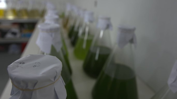 水产养殖人工培藻肥水