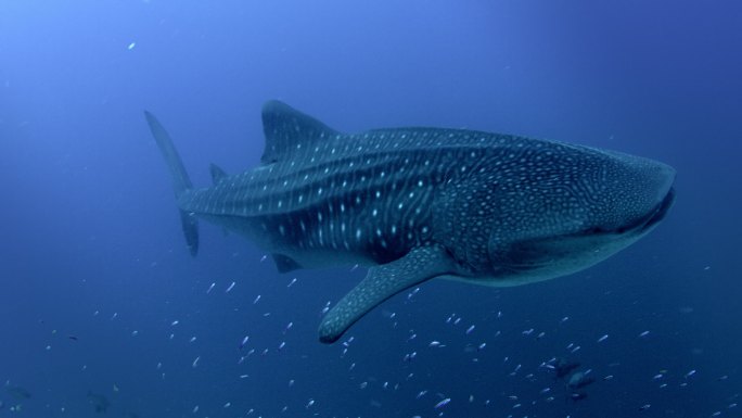 鲸鲨