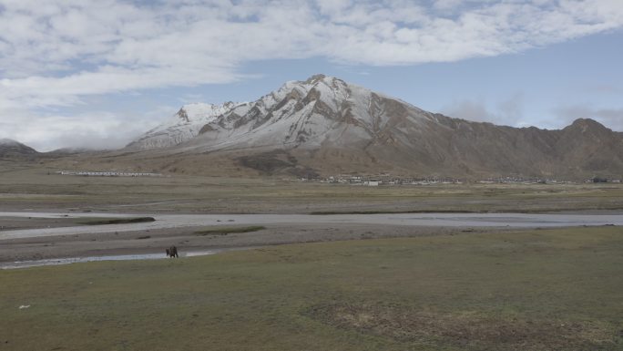 雪山 高原 西藏 航拍 草地 马