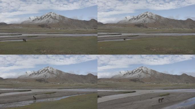雪山 高原 西藏 航拍 草地 马