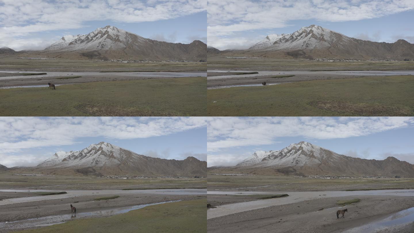 雪山 高原 西藏 航拍 草地 马