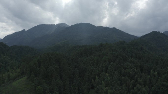 井冈山 航拍 森林 山林