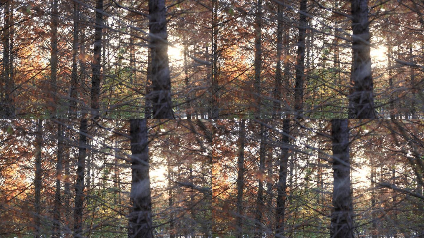4K秋天日落时分的水杉树