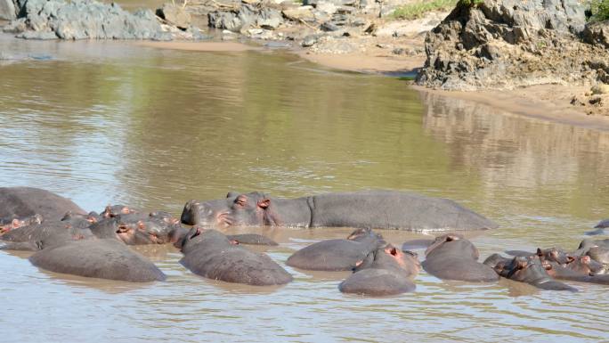 一群非洲河马在浑浊的湖水中休息